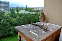 /album/a26-6-2013/posledni-holka-jpg/